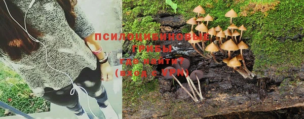 прущие грибы Армянск